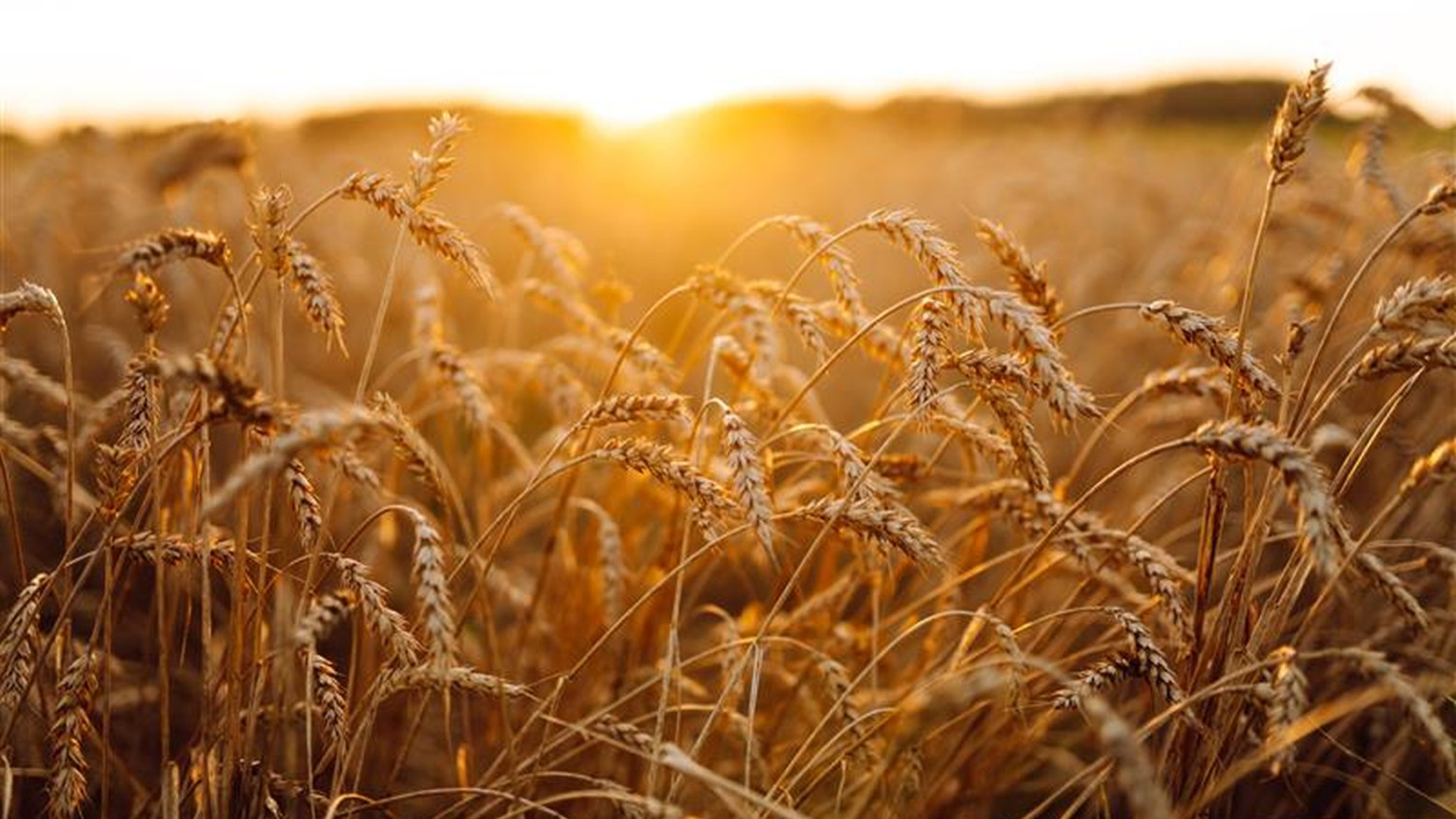 Nincs visszaút? Komoly változást kényszerít ki a magyar gazdákból a Mercosur