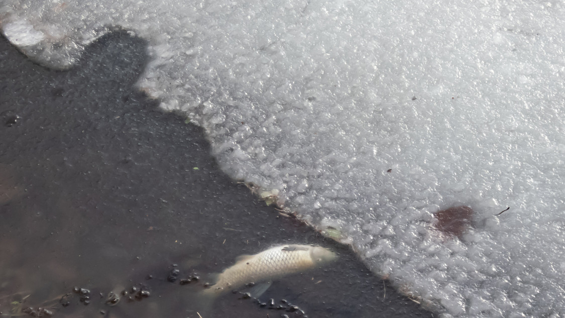 Ritka természeti jelenségre lettek figyelmesek Magyarországon: különleges folyamat áll a háttérben