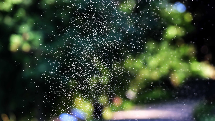 Már látszik, lesz-e árvaszúnyog-invázió a nyáron