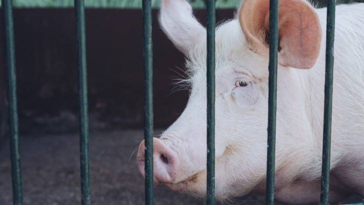 Megjelent Magyarországon a félelmetes Aujeszky-betegség, járványügyi zárlatot rendeltek el