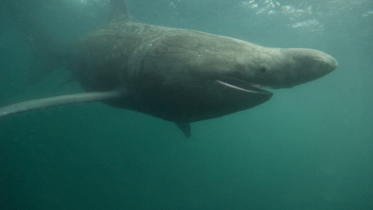 Óriáscápát azonosítottak egy videó alapján a magyarok kedvenc üdülőhelyén