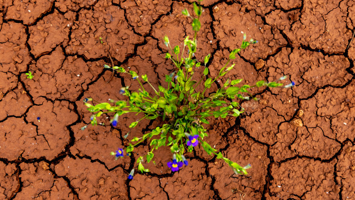 Tarol a magyarok univerzális slágerhitele, fű nem nő mellette