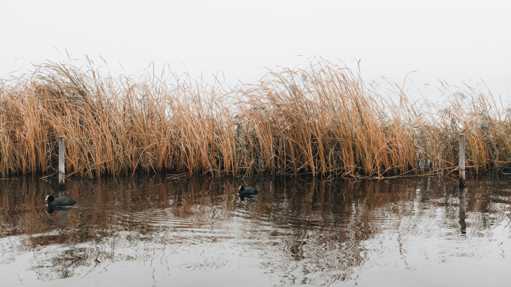 Nem a vízpótlás most a Balaton legnagyobb baja – Megszólalt a Limnológiai Kutatóintézet főigazgatója