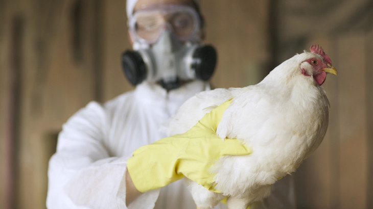 Áttört a vírus: H5N5 fertőzést diagnosztizáltak egy embernél