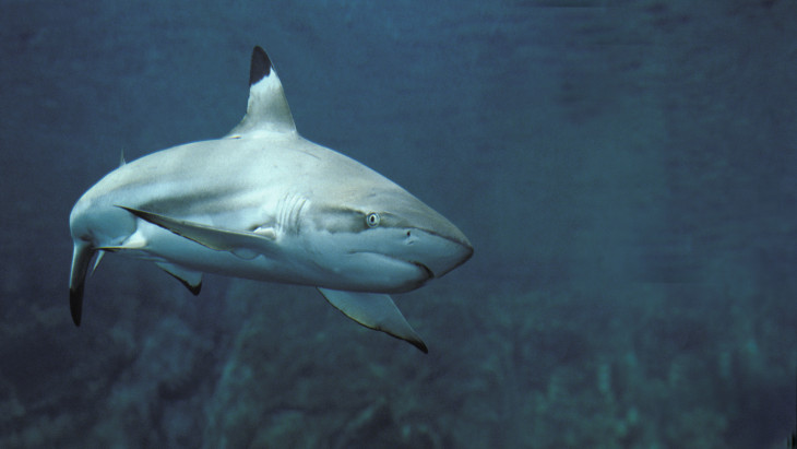 Váratlan veszély leselkedik a fürdőzőkre: ezrével érkeznek a ragadozók a zavaros vízben