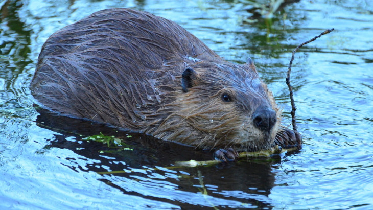 Váratlan eredményt hozott a friss kutatás: egy rágcsáló lehet az emberiség titkos fegyvere a klímaharcban