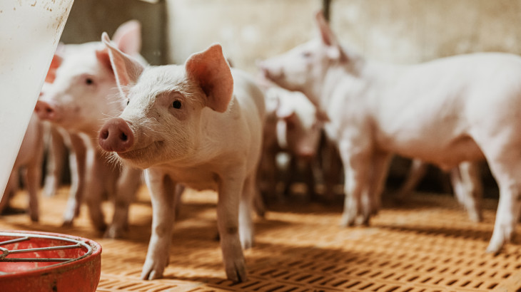 Még több pénzt tesz az állam a kaposvári Kometába