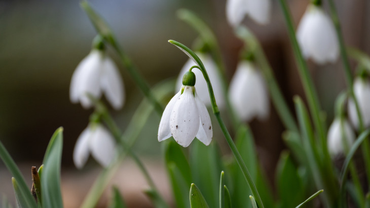 Berúgta az ajtót a tavasz