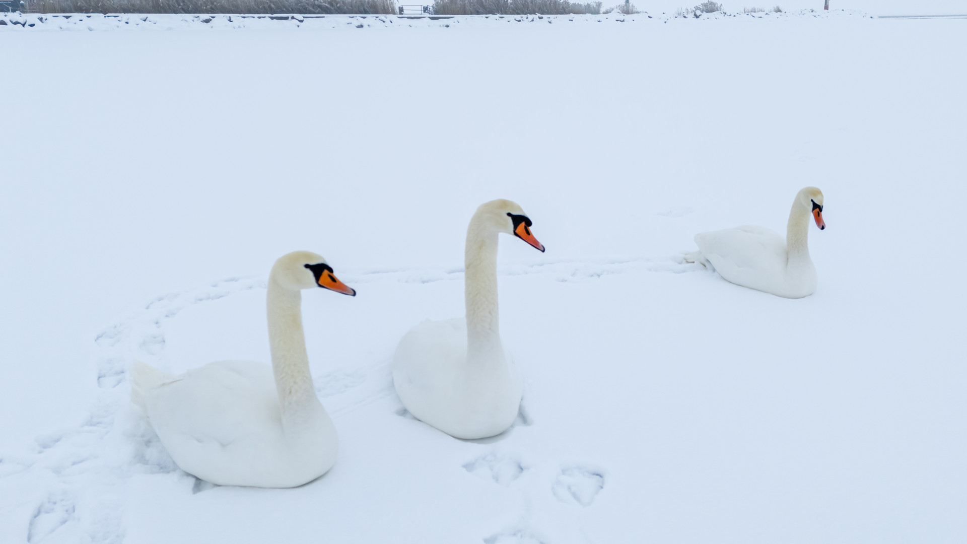 Rossz hír jött a jeges Balatonról