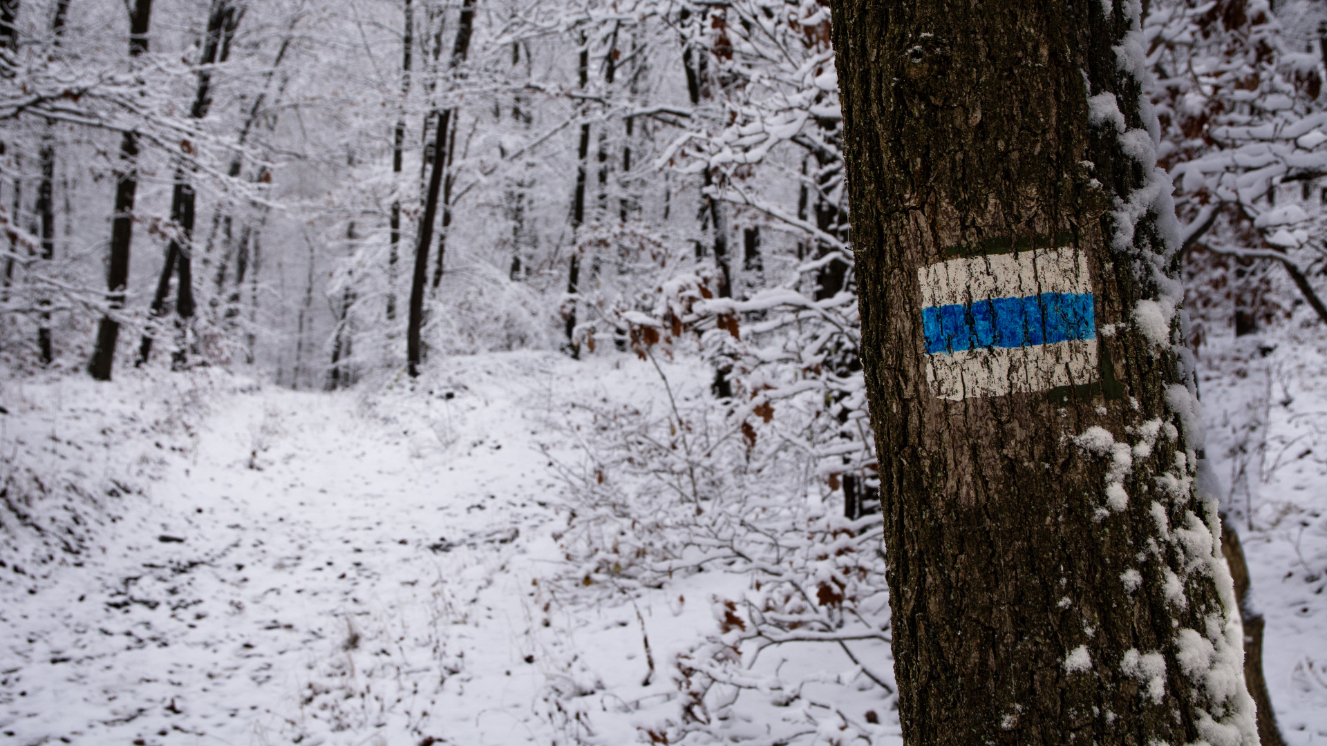 Kezdődik: a bombaüzlet miatt járják a magyar erdőket, de amit tesznek, illegális