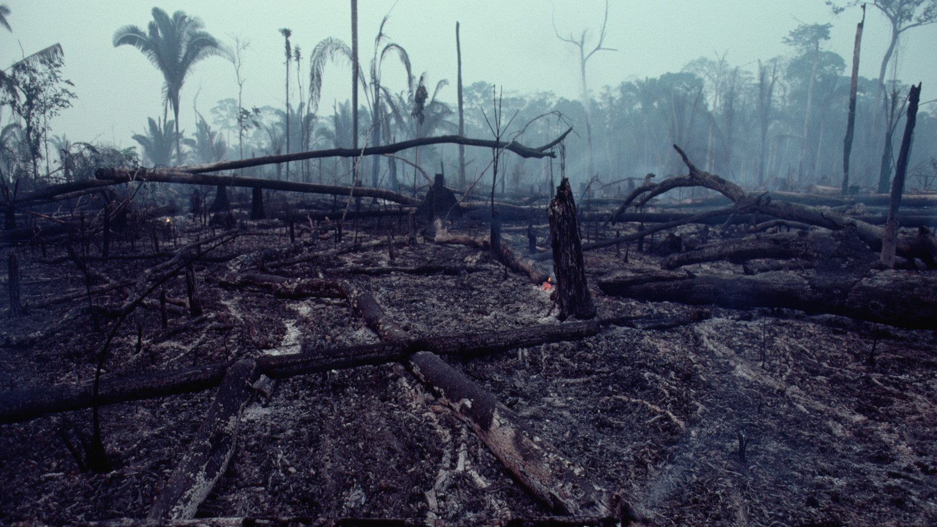 Kicsit kevésbé irtja az őserdőt Brazília