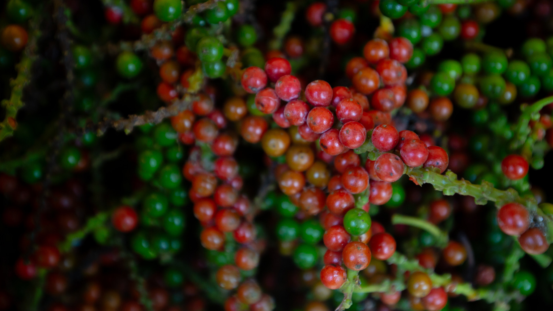 Évezredek óta használt csodaszerek jótékony hatásai derültek ki: szinte minden konyhában megtalálhatóak