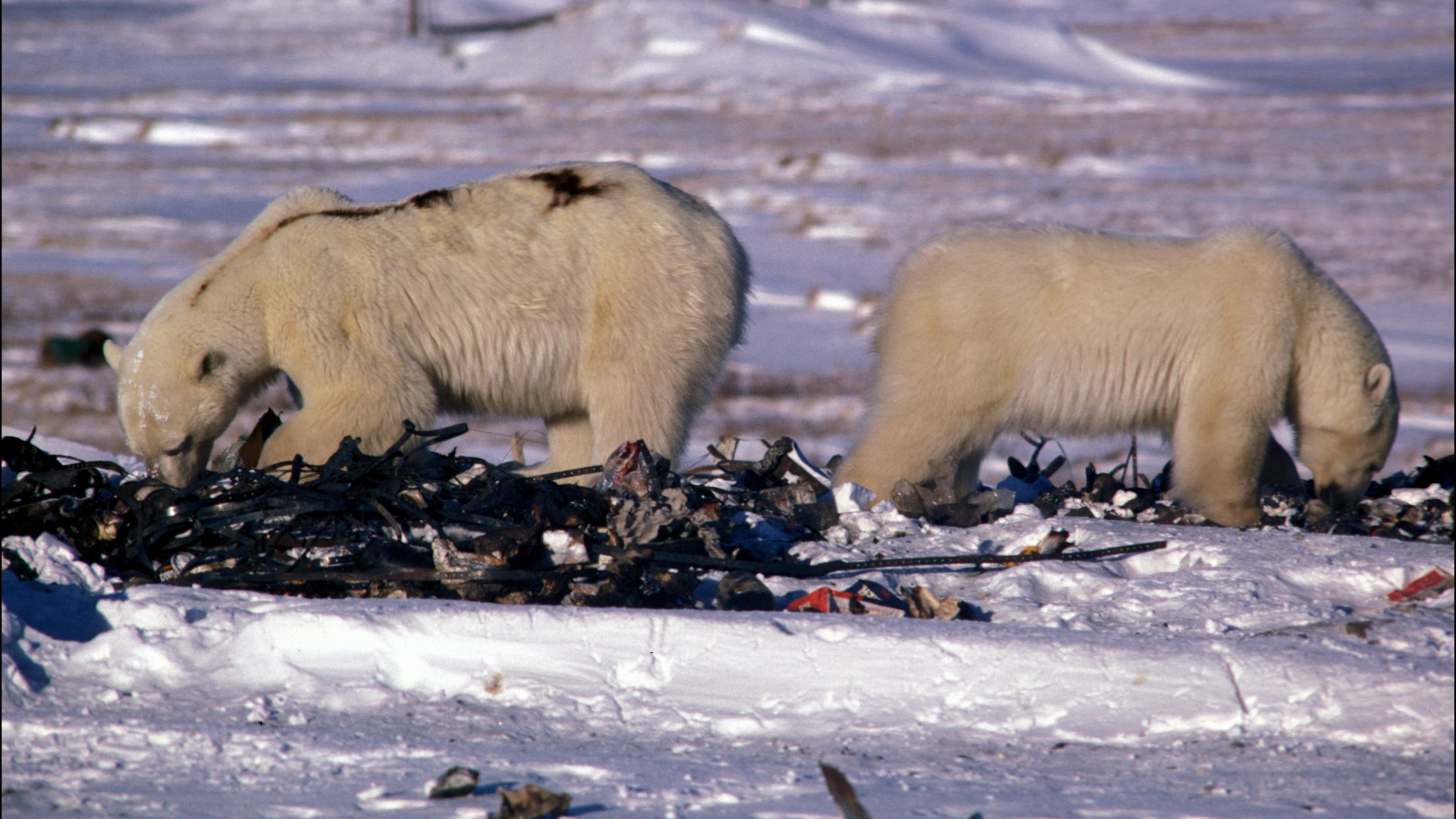 Egy kifejlett jegesmedve súlyának megfelelő hulladékot termel minden magyar egyetlen év alatt