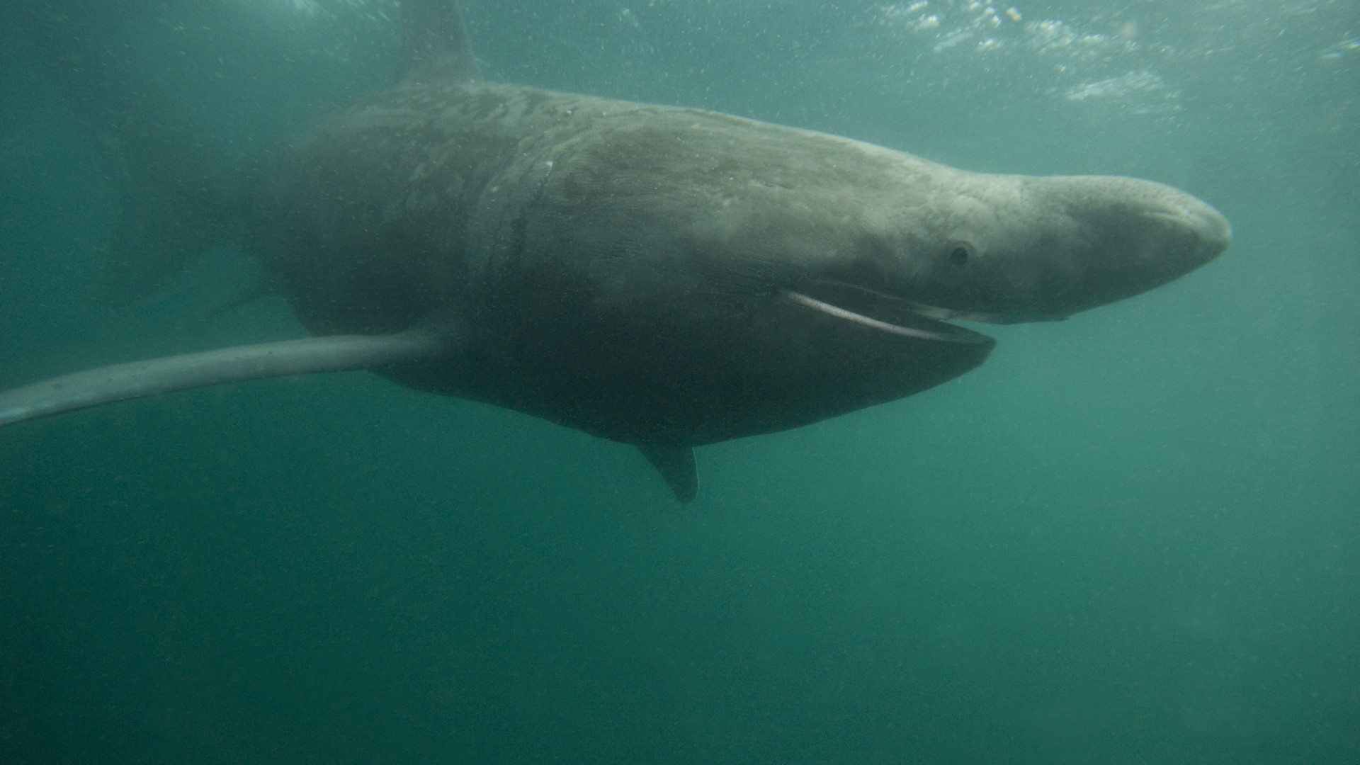Óriáscápát azonosítottak egy videó alapján a magyarok kedvenc üdülőhelyén