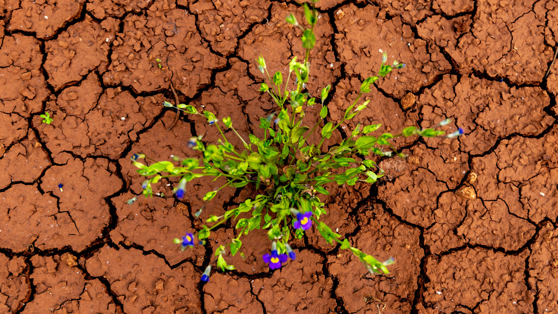 Tarol a magyarok univerzális slágerhitele, fű nem nő mellette