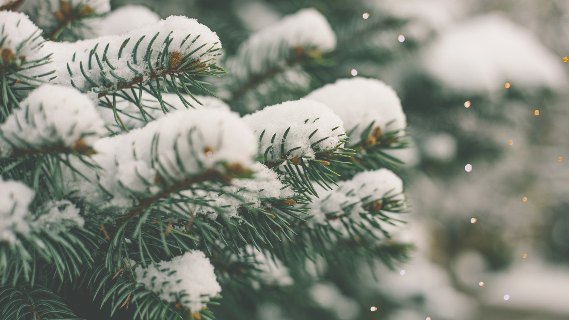 Ennyi volt: már nem bírják a lucfenyők a magyarországi klímát