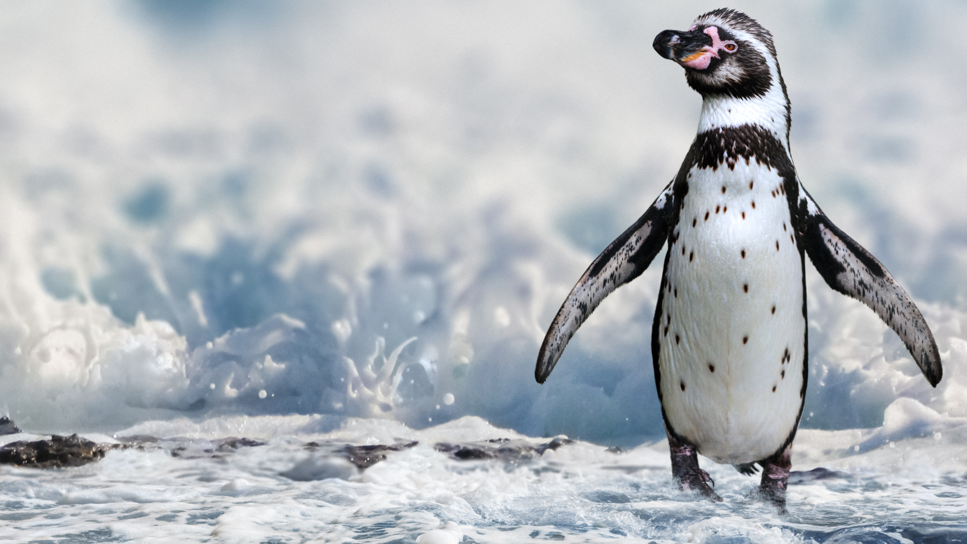 Vészjelzés a déli féltekéről: ez a kedvelt faj hamarosan örökre eltűnhet