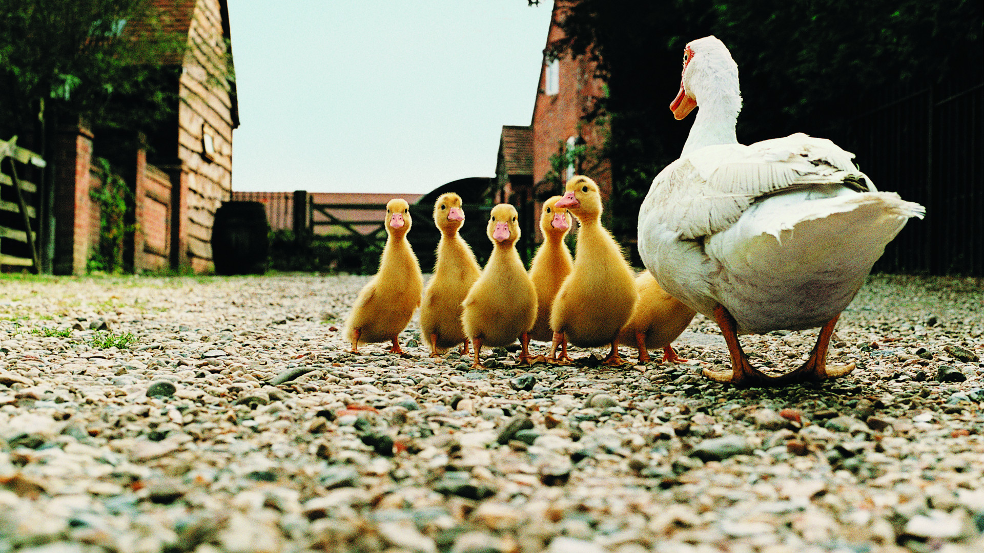 Újra felbukkant Magyarországon a veszélyes vírus