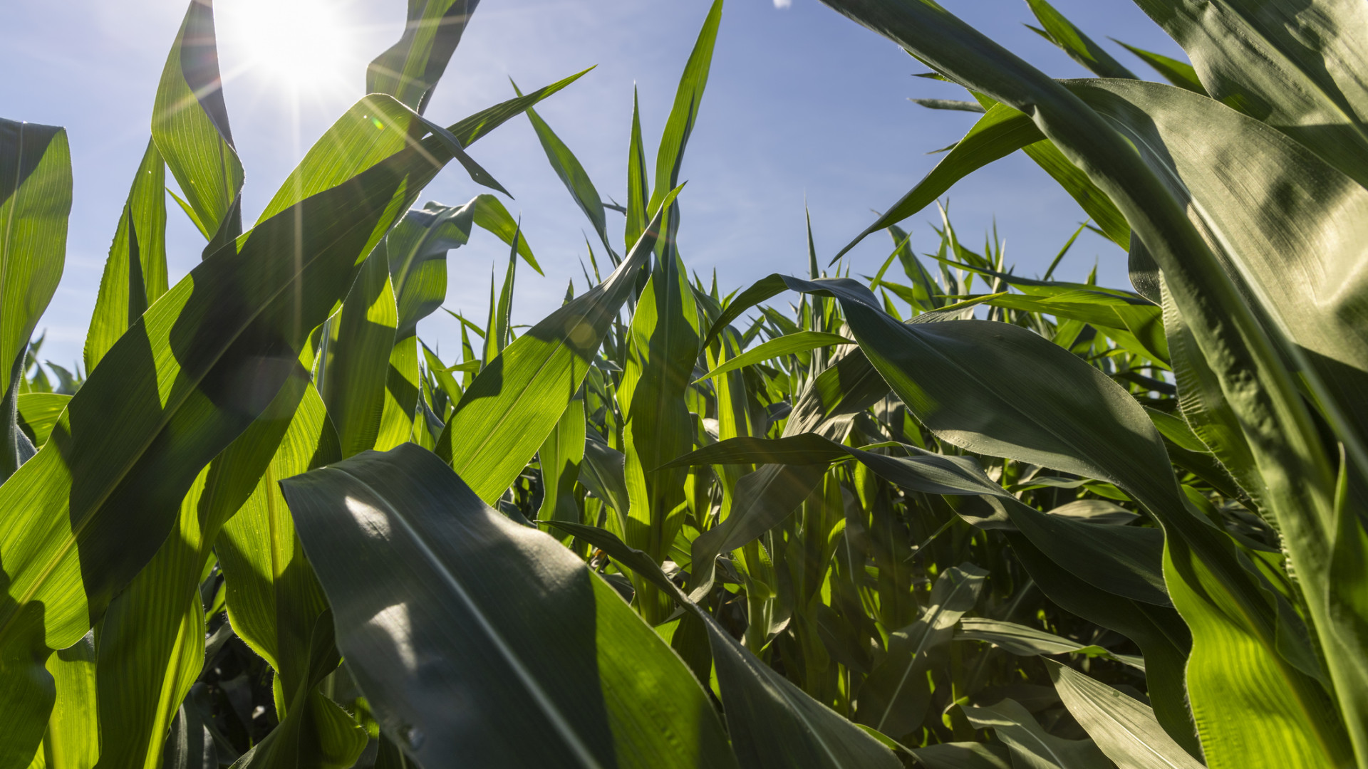 Léptek az oroszok: leállítják egy létfontosságú anyag kivitelét, egyre súlyosabb élelmiszer-drágulás jöhet