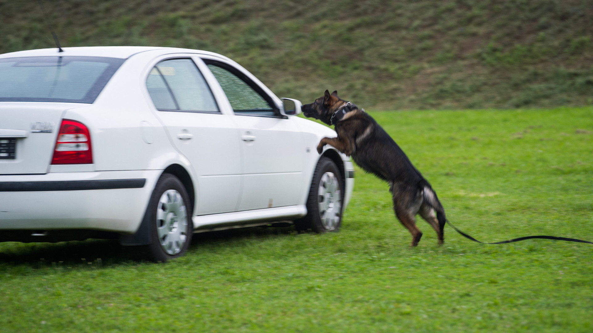 Kutyatulajdonosok jelentkezését várja a NAV