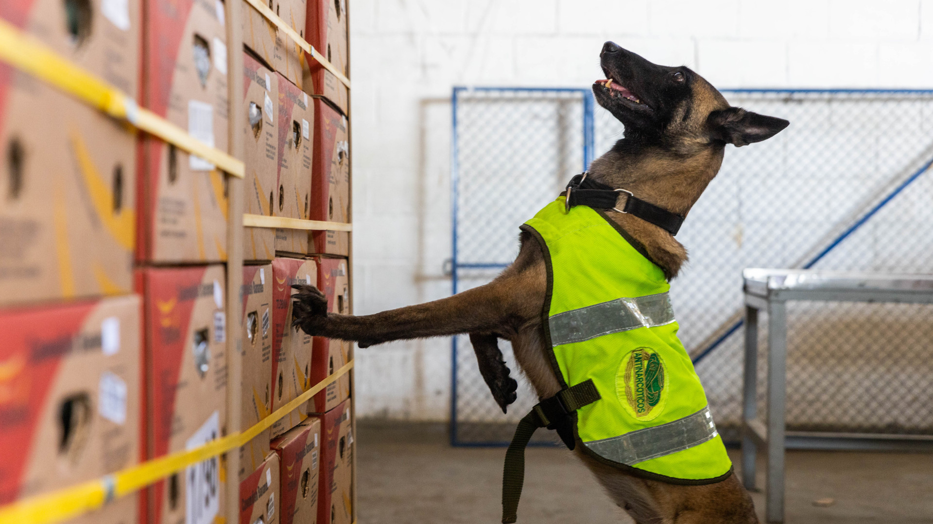 Szép csendben hatalmas kokainbirodalom épülhetett fel az uniós válságok árnyékában
