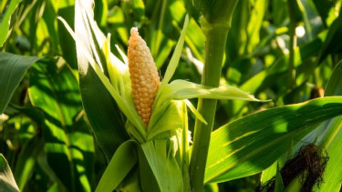 Nemzetközi fenntarthatósági elismerést szerzett a Bonduelle (x)