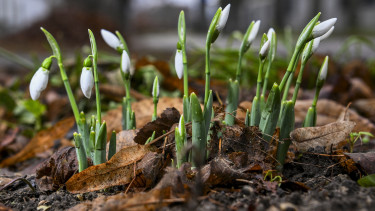 Folytatódik a szokatlan februári időjárás