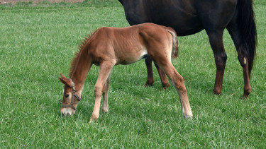 Gyanús milliárdos projekt Magyarországon: keményen beleszállt a miniszter a luxusberuházásba