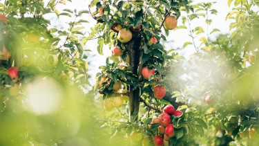 Itt az igazság: minden kiderült az almában lévő szermaradványokról