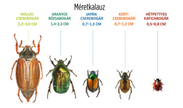 cserebogár