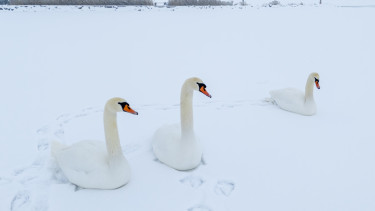 Rossz hír jött a jeges Balatonról
