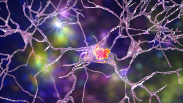 Tudományos áttörés: magyar kutatók térképezték fel elsőként az agyunk titkos mechanizmusát