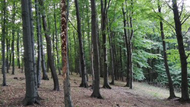 Lejárt a fakitermelési moratórium, de van egy nemzeti park, ahol ellenállnak