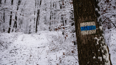 Kezdődik: a bombaüzlet miatt járják a magyar erdőket, de amit tesznek, illegális