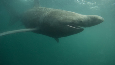 Óriáscápát azonosítottak egy videó alapján a magyarok kedvenc üdülőhelyén