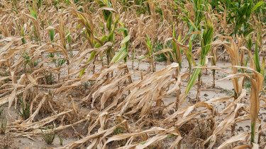 Kongatják a vészharangot: olyan pusztító szárazság csapott le Magyarországra, amire senki sem számított