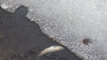 Ritkán látott jelenség a Balatonon: vastag jég alakult ki, de a katasztrófavédelem figyelmeztet