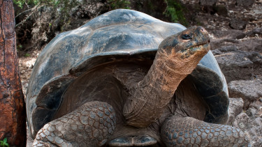 150 év után megtörtént a fordulat: visszatértek a rejtélyes szigetre a rég kihalt óriások