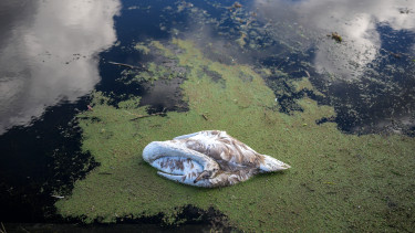 Felütötte a fejét a súlyos és gyors lefolyású H5N1-es vírus