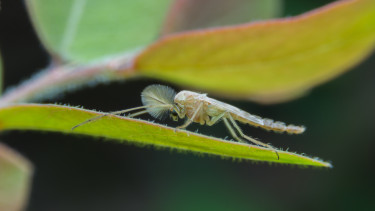 Árvaszúnyog-invázió: a siófoki polgármester is megszólalt