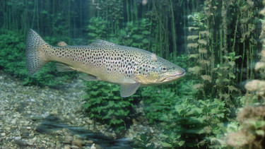 Már megint halat hívtak vissza az üzletekből, aki ilyet vett, ne fogyassza el!