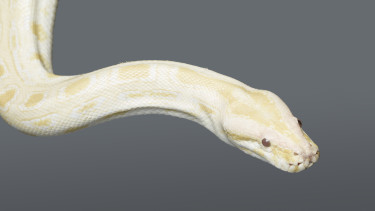 Ritka, pirosszemű hüllőt figyeltek meg Magyarországon – Ezt tegyük, ha utunkba kerül