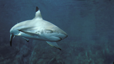 Váratlan veszély leselkedik a fürdőzőkre: ezrével érkeznek a ragadozók a zavaros vízben