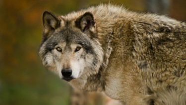 Budapestre érkezik az ember, aki feltámasztotta az óriásfarkast