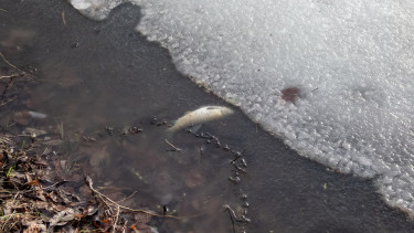 Katasztrófa a Balatonnál, fény derült az okokra is