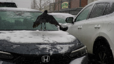 Furmányos húzással válaszolt a távol-keleti autógyártó az amerikai elnök panaszaira: fordított a helyzeten