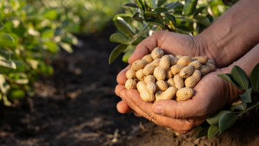 Meg lehet menteni a földimogyorót? (x)