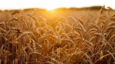 Nincs visszaút? Komoly változást kényszerít ki a magyar gazdákból a Mercosur