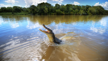 Krokodilok vannak mindenhol! – Helikopterekkel mentik a lakosságot a hatalmas vihar és áradás után