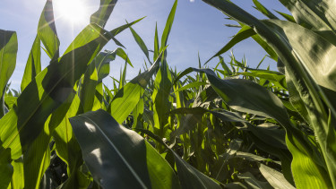 Temessük a magyar kukoricát? Már ott tartunk, hogy importra szorul az ország 